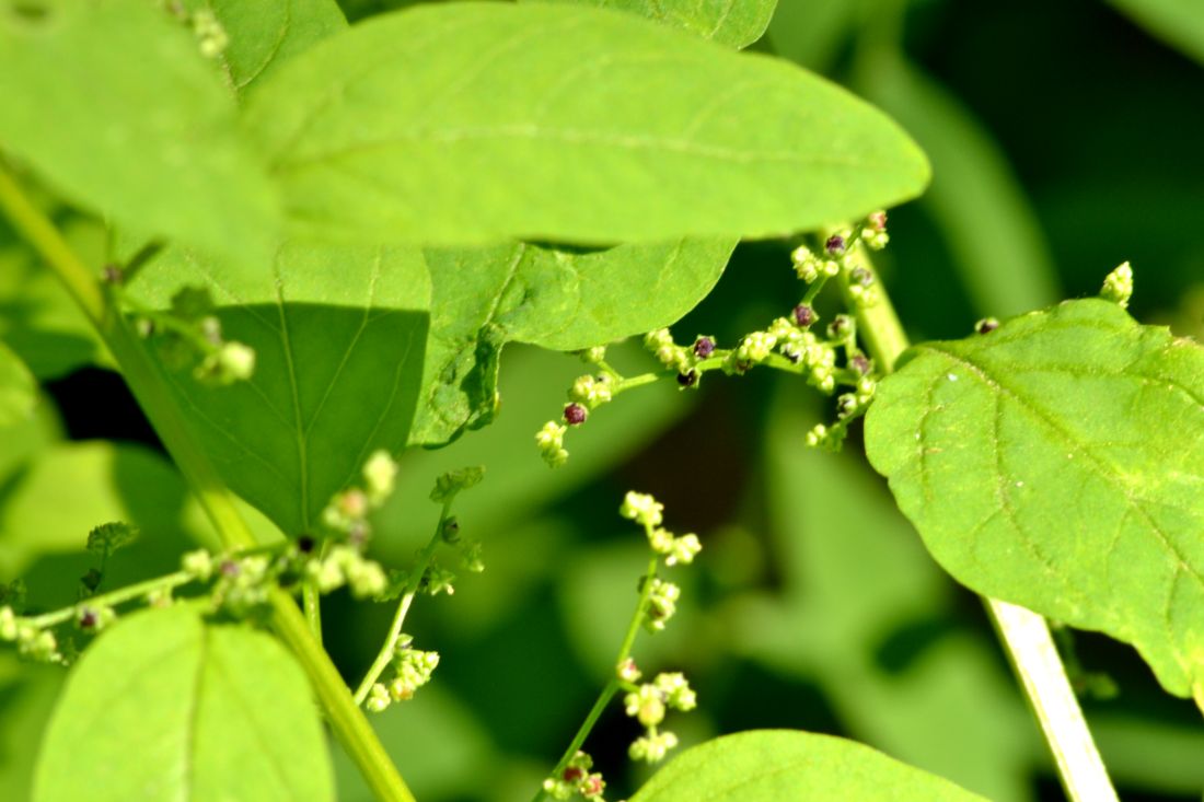 Изображение особи Lipandra polysperma.