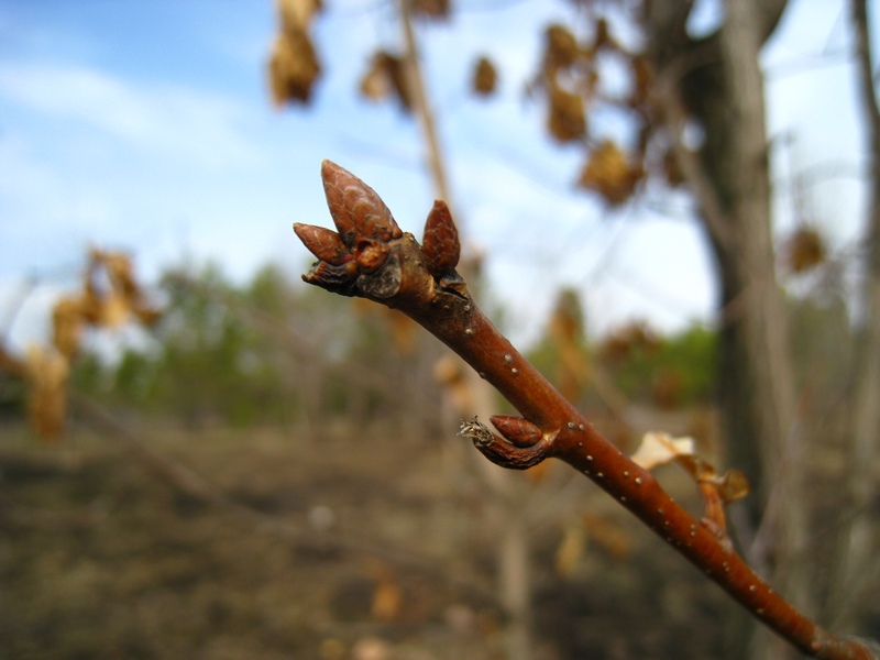 Изображение особи Quercus mongolica.