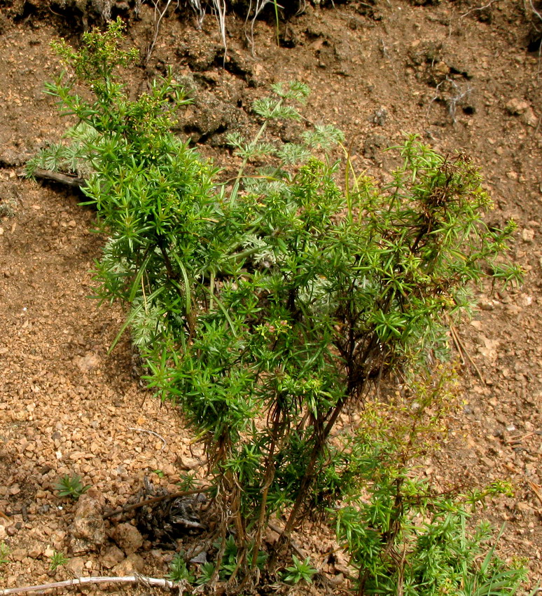 Изображение особи Galium verum.