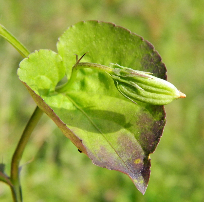 Изображение особи Viola mirabilis.