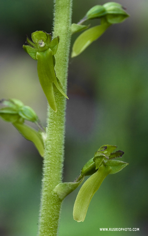 Изображение особи Listera ovata.