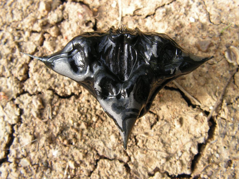 Image of Trapa manshurica specimen.