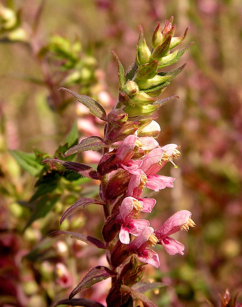 Изображение особи Odontites vulgaris.