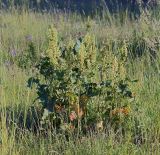 Rumex confertus