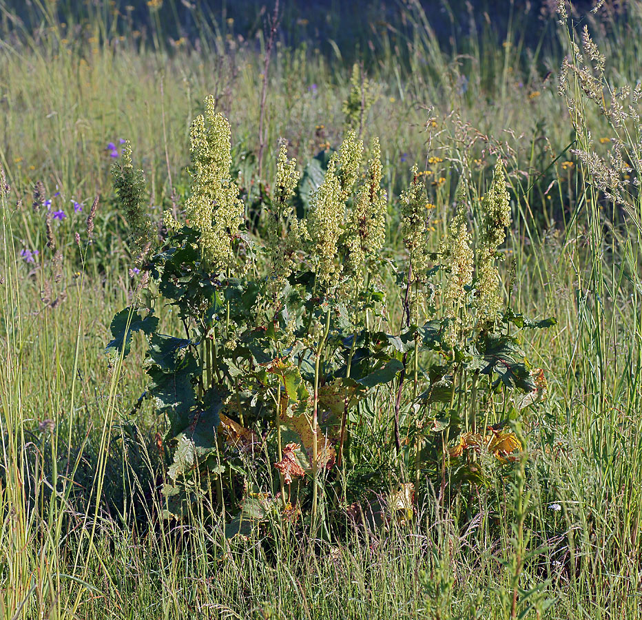 Image of Rumex confertus specimen.