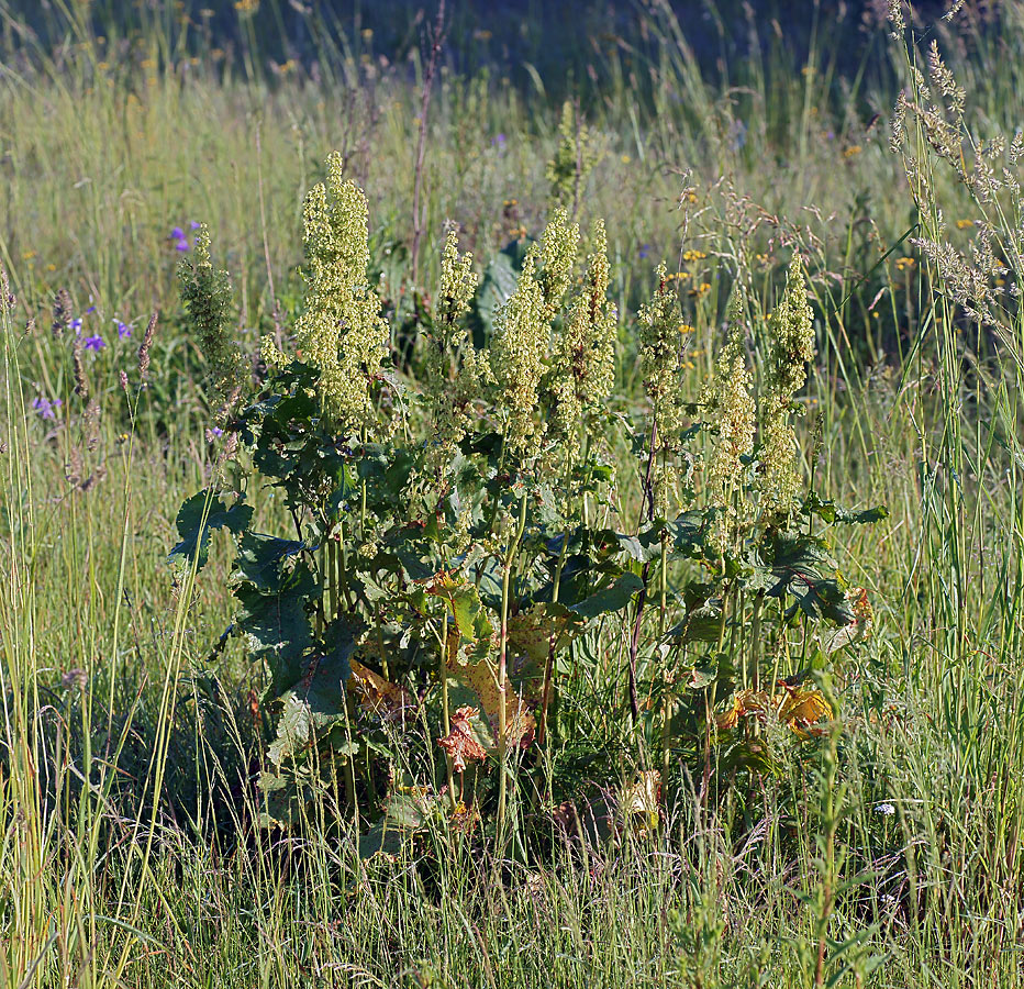 Изображение особи Rumex confertus.