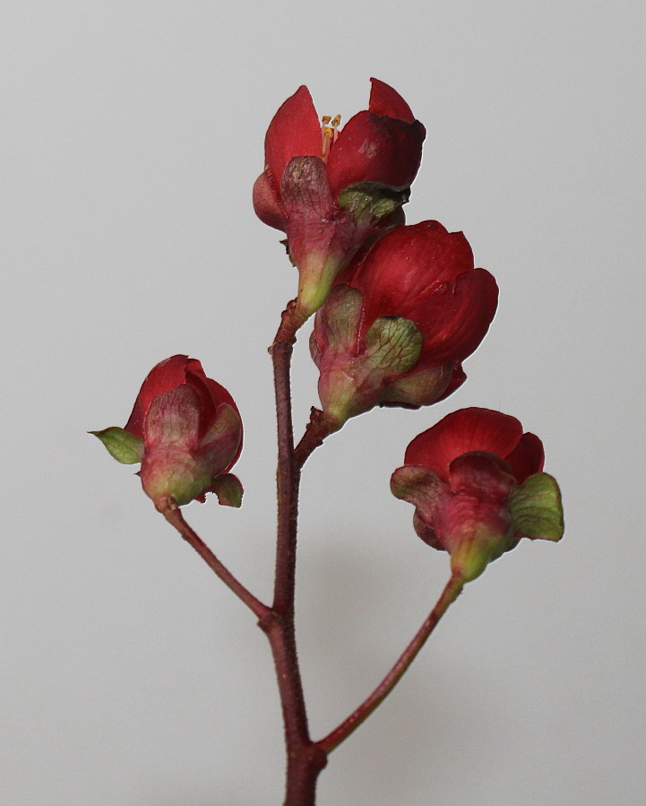 Image of Chaenomeles speciosa specimen.