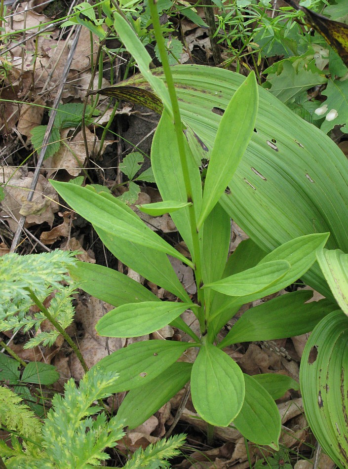 Изображение особи Lilium pilosiusculum.