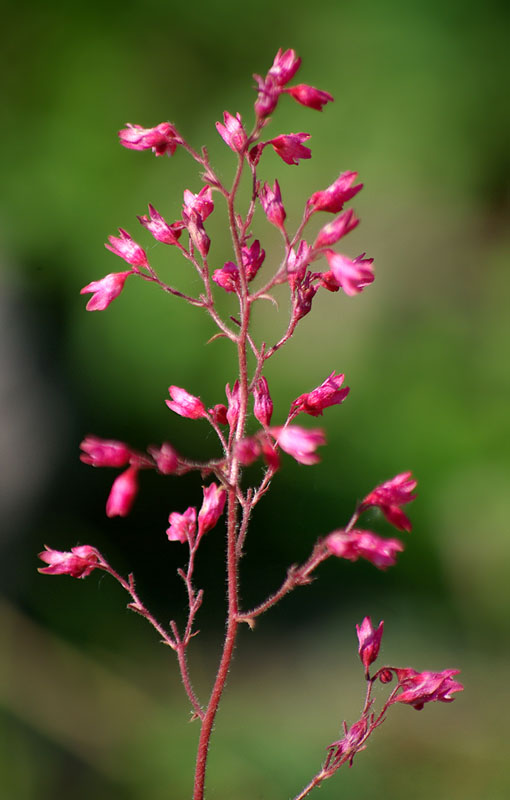 Изображение особи род Heuchera.