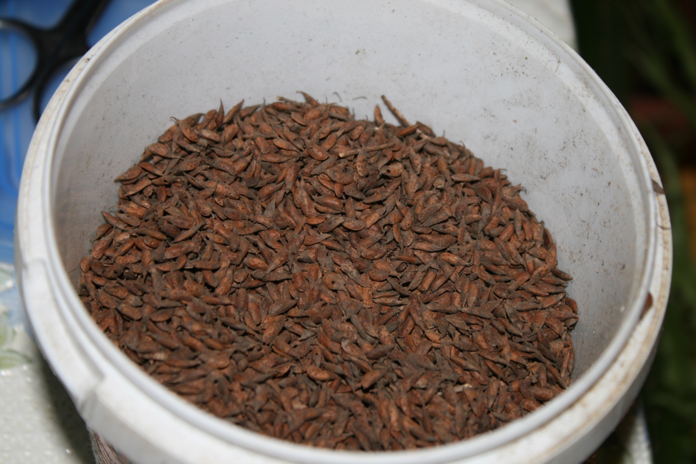 Image of Amorpha fruticosa specimen.