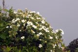 Dasiphora mandshurica