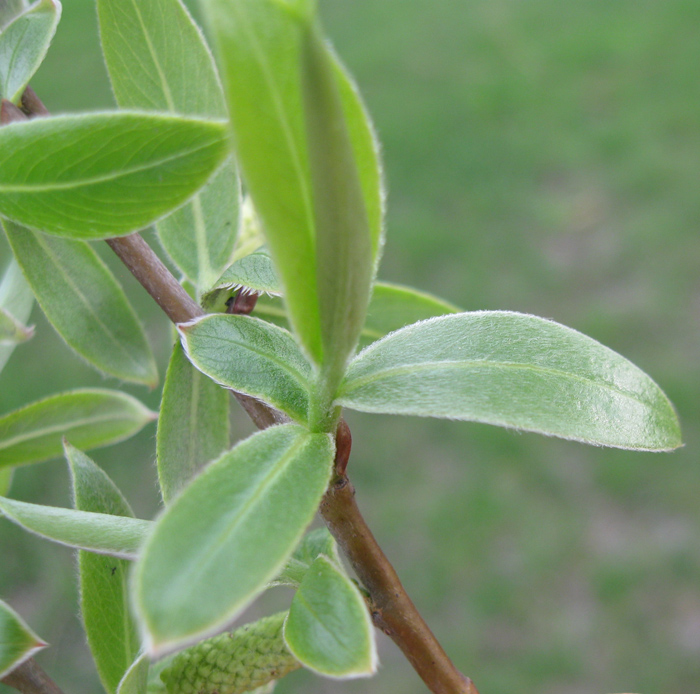 Image of Salix alba specimen.