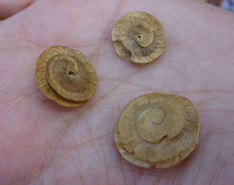 Image of Medicago orbicularis specimen.