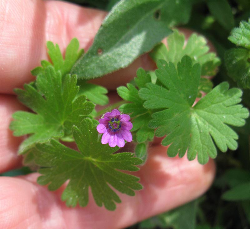 Image of Geranium molle specimen.