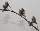 Caryopteris × clandonensis. Часть веточки с соплодиями. Германия, г. Кемпен, в парке. 22.02.2013.