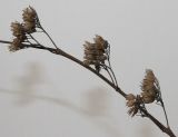 Caryopteris × clandonensis