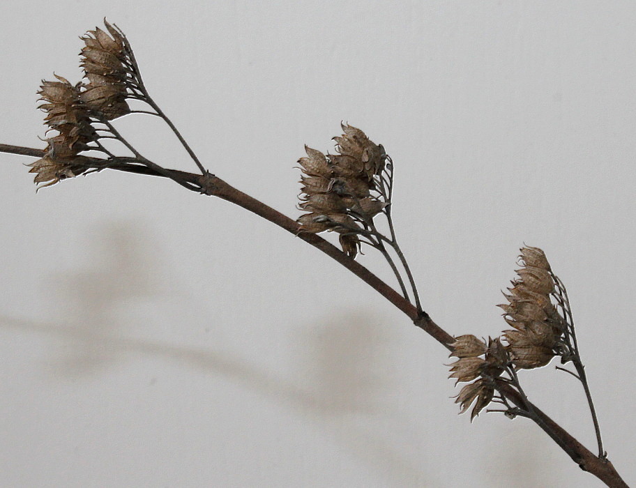 Image of Caryopteris &times; clandonensis specimen.