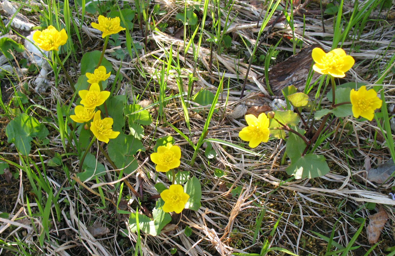 Image of Caltha palustris specimen.