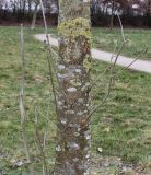 Fraxinus excelsior. Часть ствола с побегами (слева побег с несупротивно расположенными почками). Германия, г. Кемпен, в городском саду. 11.03.2013.