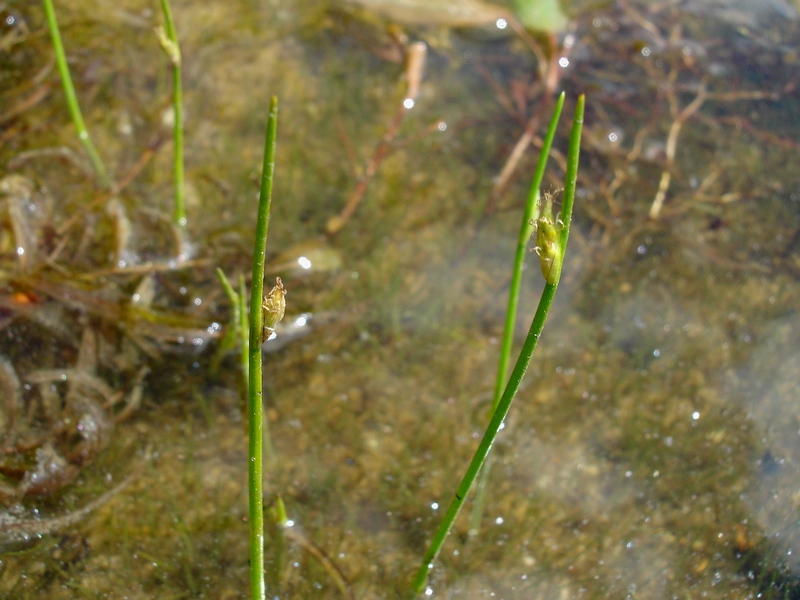 Изображение особи Schoenoplectiella lineolata.