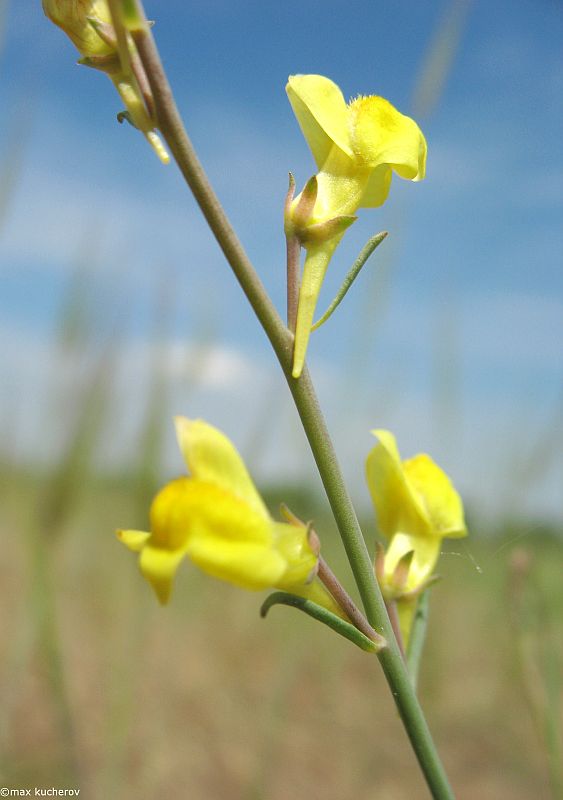 Image of Linaria odora specimen.