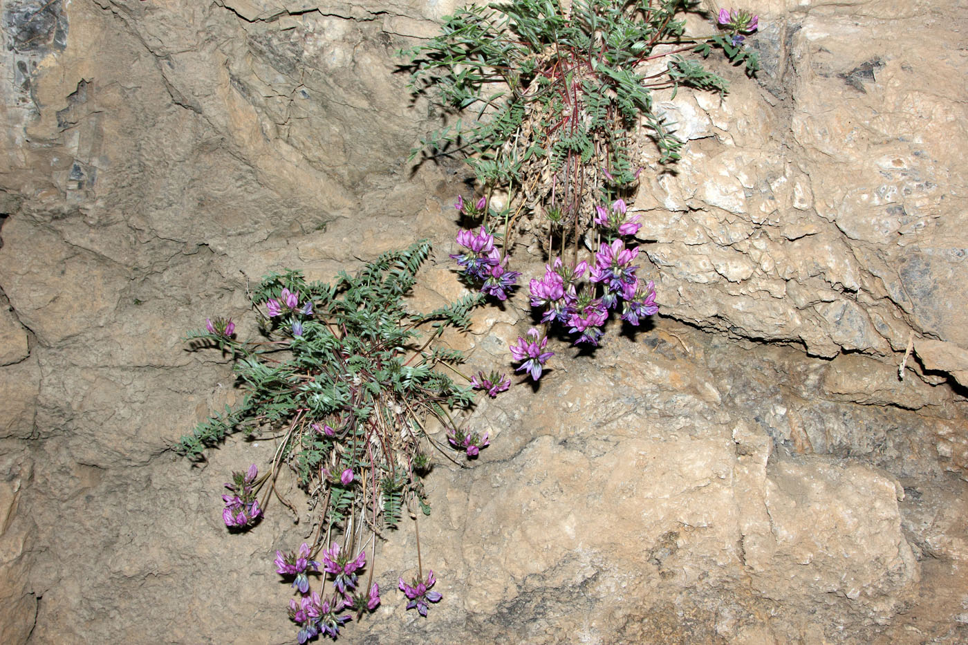 Image of Oxytropis ugamica specimen.