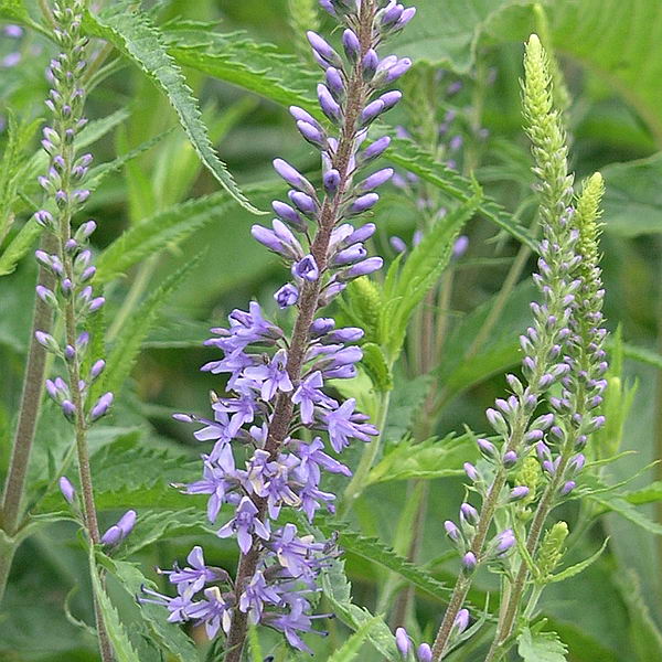 Image of Veronica longifolia specimen.