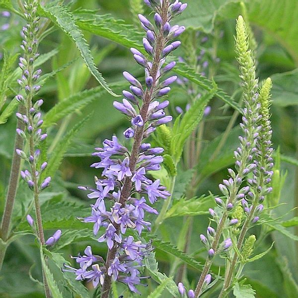 Изображение особи Veronica longifolia.