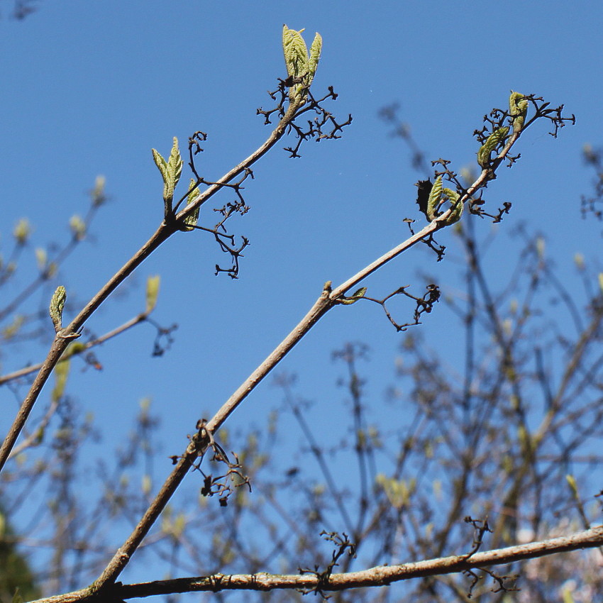 Изображение особи Callicarpa dichotoma.