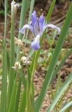 Iris lactea