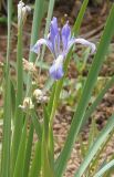 Iris lactea. Цветок. Украина, г. Запорожье, Правый берег, ул. Талалихина, на клумбе. 16.05.2013.