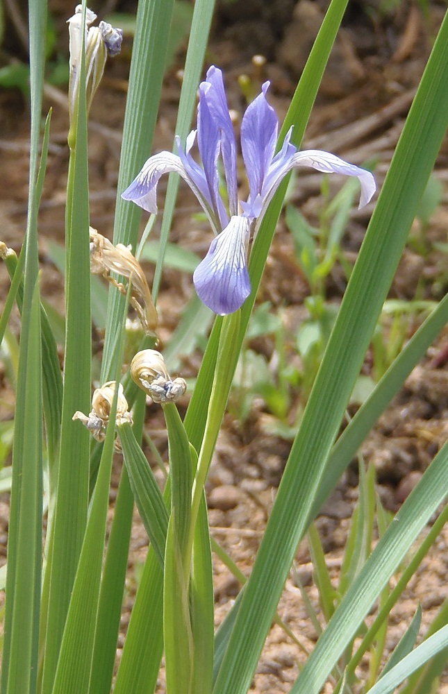 Изображение особи Iris lactea.