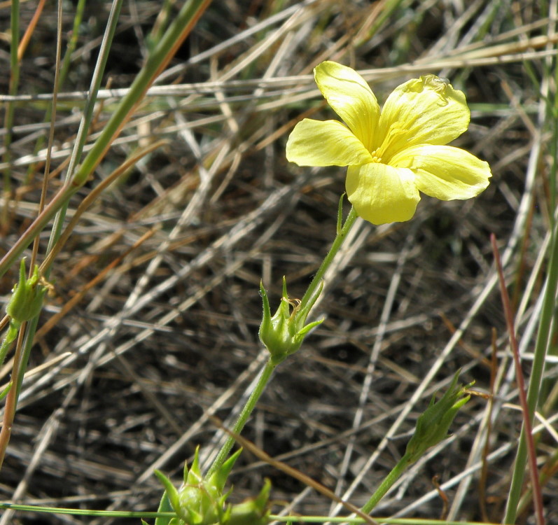 Изображение особи Linum czernjajevii.