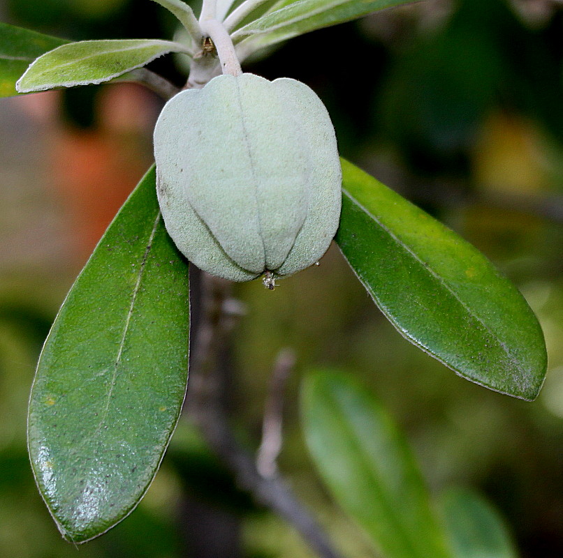 Image of Pittosporum crassifolium specimen.