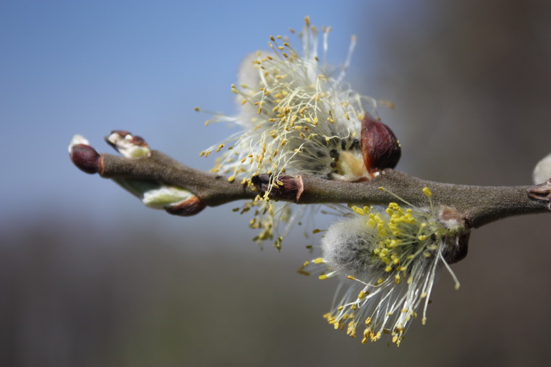 Изображение особи Salix cinerea.