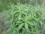 Cirsium helenioides