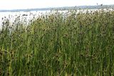 Bolboschoenus maritimus. Заросль цветущих растений. Эстония, Сааремаа, г. Курессааре, приморский луг. 21.06.2013.