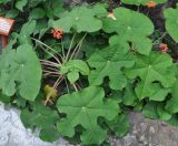 Jatropha podagrica. Цветущее растение. Таиланд, Бангкок, в культуре. 17.06.2013.