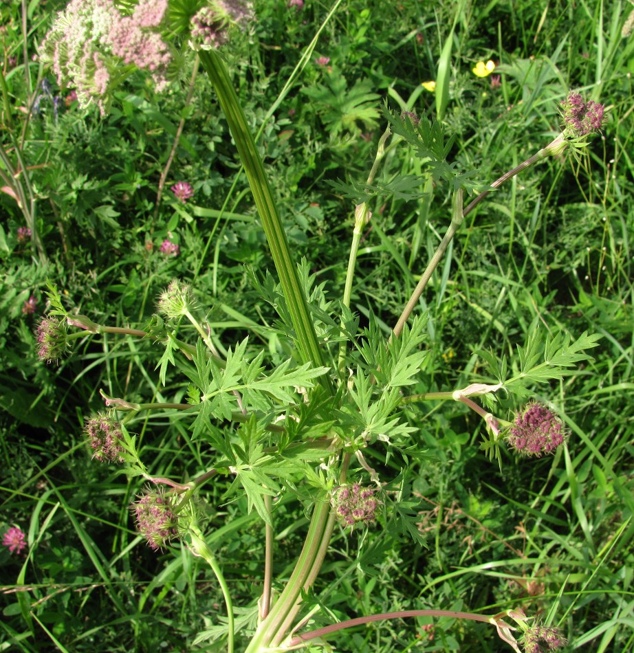 Image of Seseli libanotis specimen.