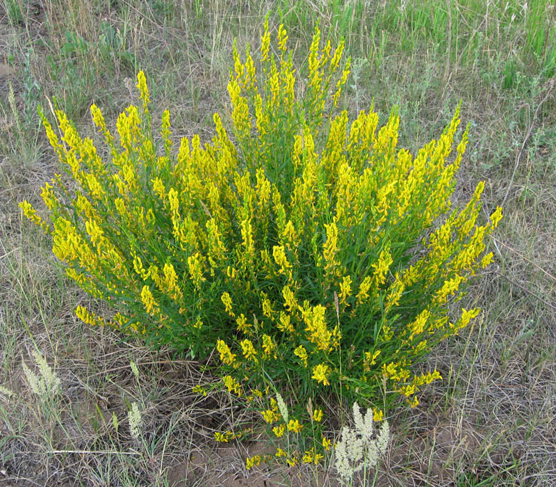 Image of Genista tinctoria specimen.