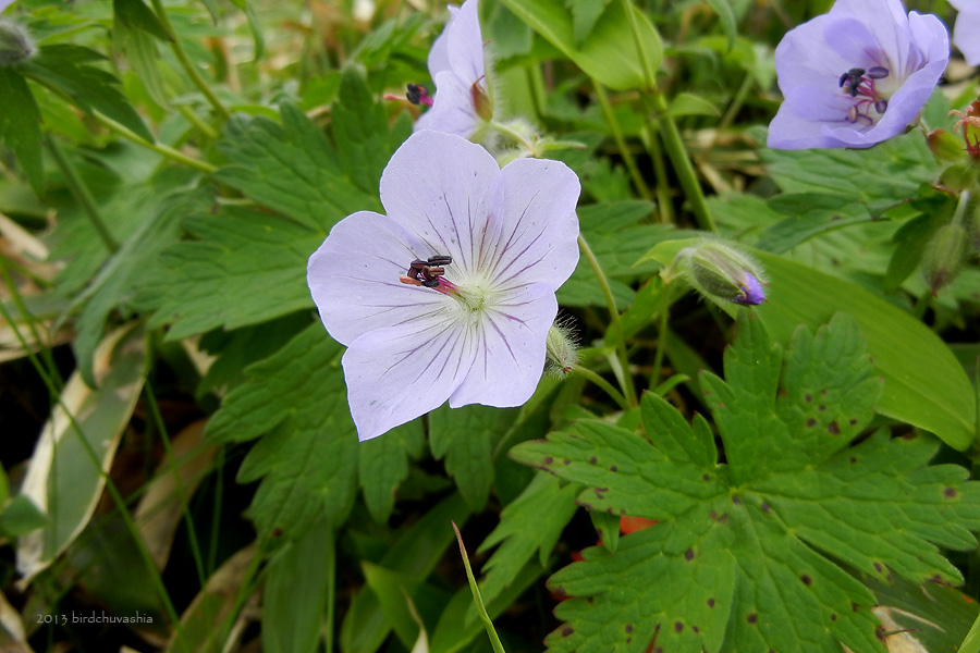 Image of Geranium erianthum specimen.