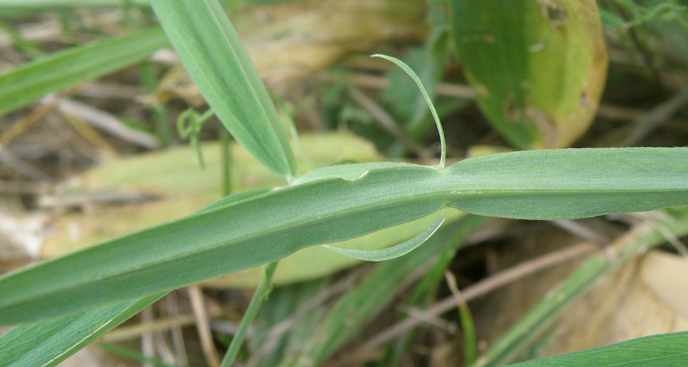 Изображение особи Lathyrus sylvestris.