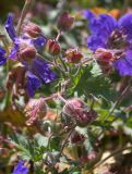 Geranium gymnocaulon