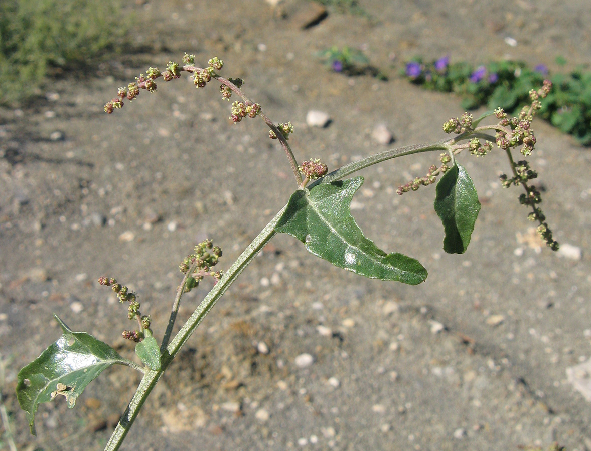 Image of Atriplex aucheri specimen.