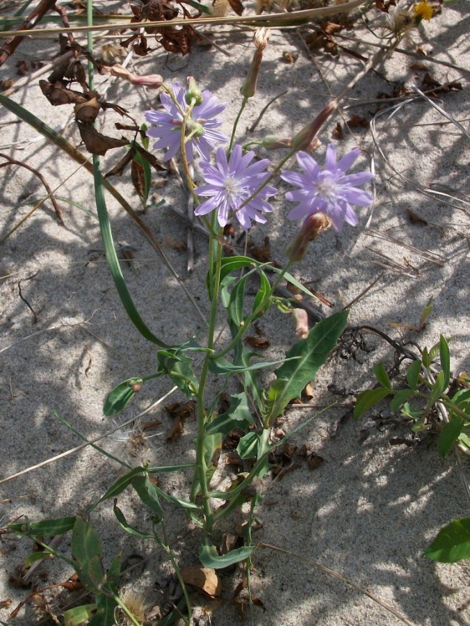 Image of Lactuca tatarica specimen.