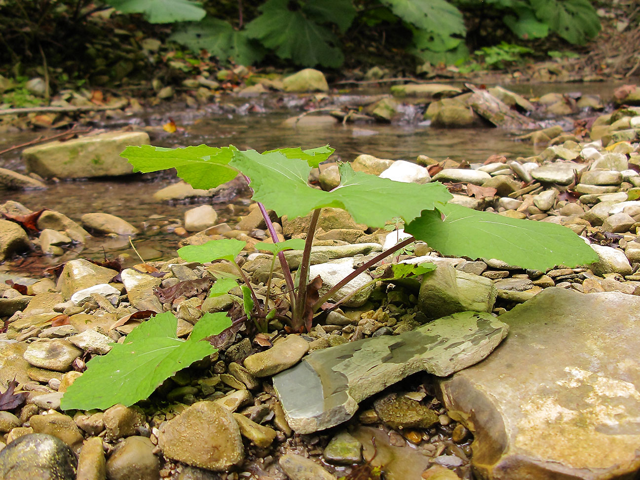 Image of Petasites hybridus specimen.