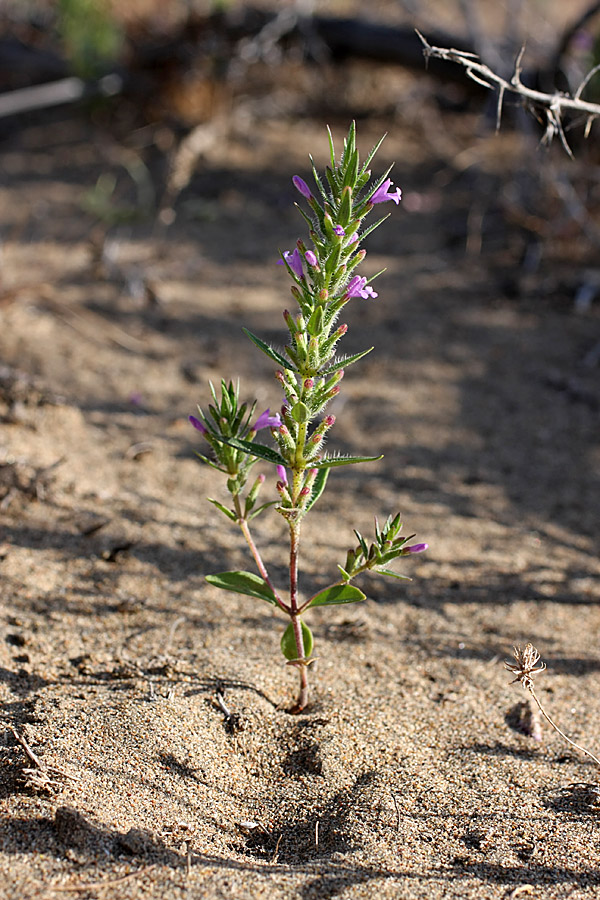 Image of Ziziphora tenuior specimen.