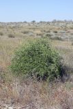 Lycium dasystemum. Цветущее растение. Южный Казахстан, восточная граница пустыни Кызылкум. 06.05.2013.