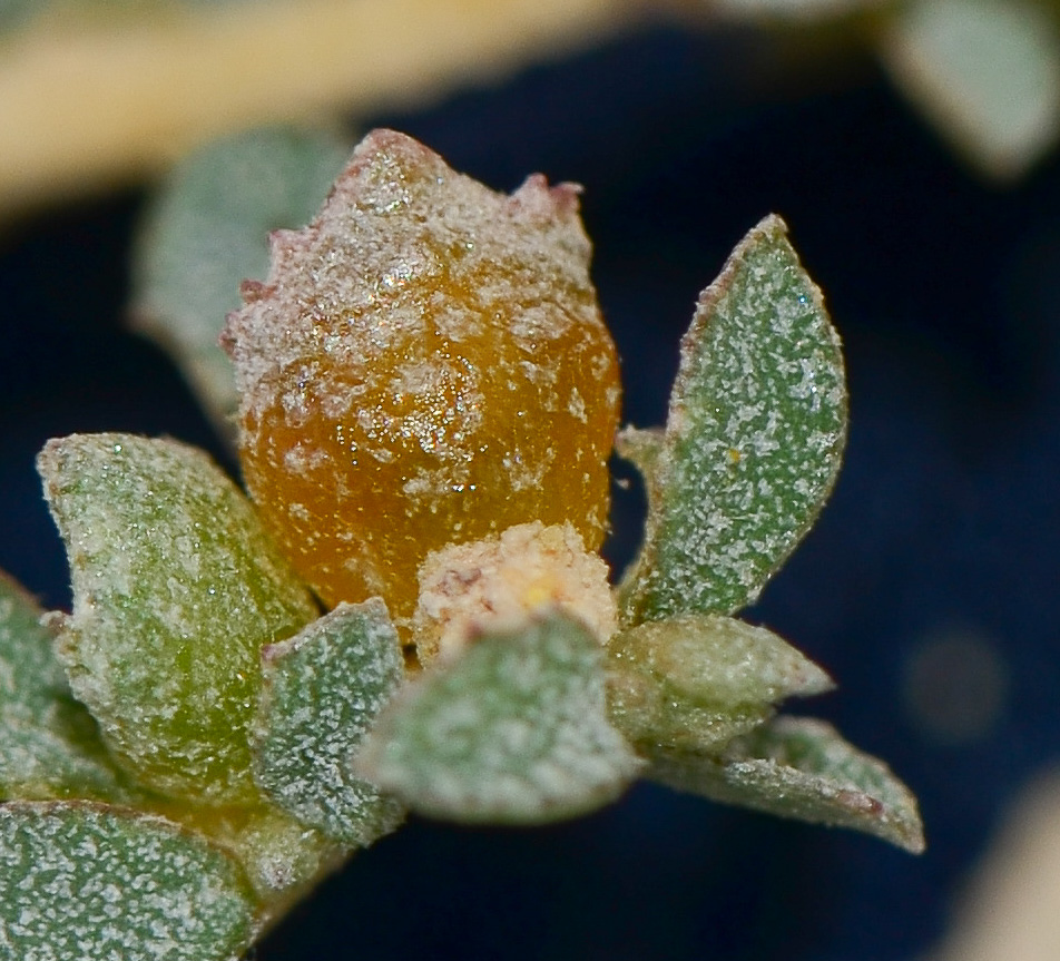 Image of Atriplex semibaccata specimen.