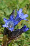 Gentiana kaufmanniana